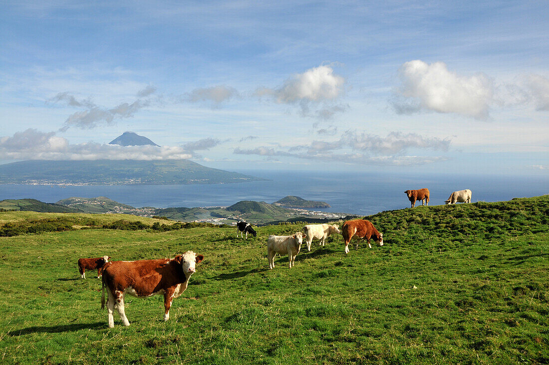 Cows out at feed and view at neighbouring island of Pico, Island of Faial, Azores, Portugal, Europe