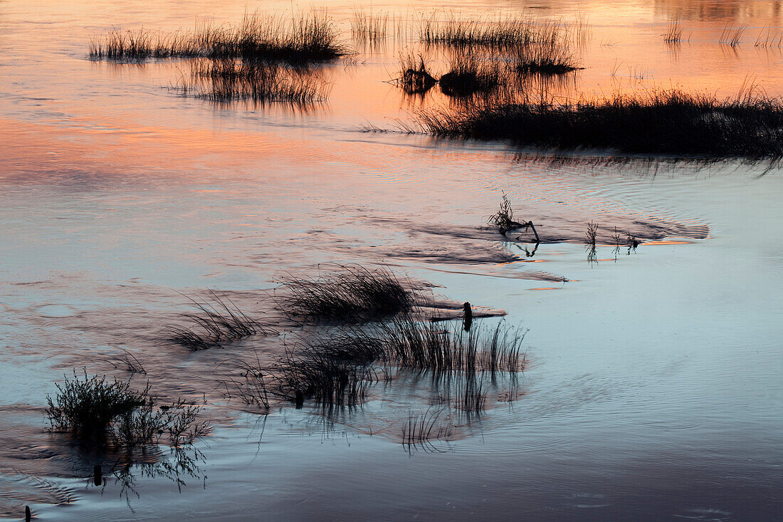 Gräser im Fluss Doubs bei Sonnenuntergang, Chalon-sur-Saone, Saone-et-Loire, Bourgogne, Burgund, Frankreich, Europa