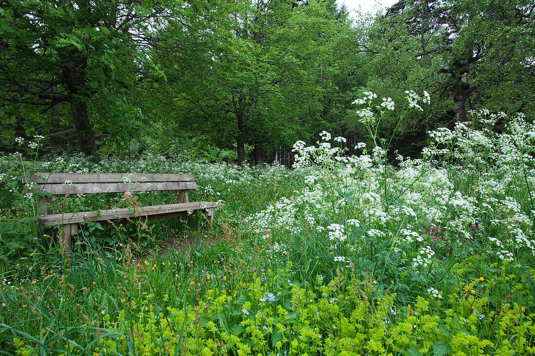 Bank zwischen Bäumen und Wildwiese am Lac du Bouchet, Haute Loire, Südfrankreich, Frankreich, Europa