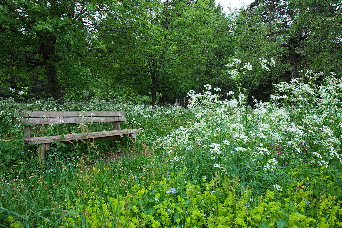 Bench between wildflower meadow and trees at Lac de Bouchet, Haute Loire, Southern France, Europe