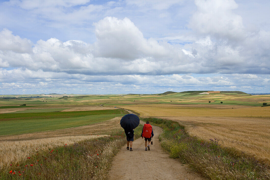 Pilgrims on a path amidst fields, Province of Burgos, Old Castile, Castile-Leon, Castilla y Leon, Northern Spain, Spain, Europe