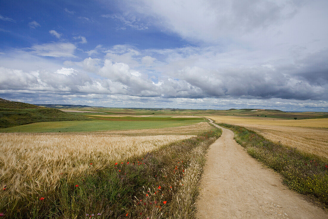 Path between fields, Burgos, Castile and Leon, Spain