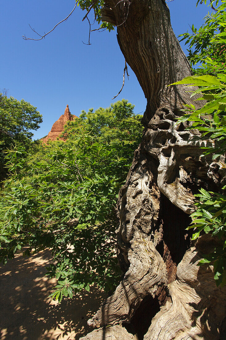 Las Medulas, tree in front of Roman gold mines, Province of Leon, Old Castile, Castile-Leon, Castilla y Leon, Northern Spain, Spain, Europe