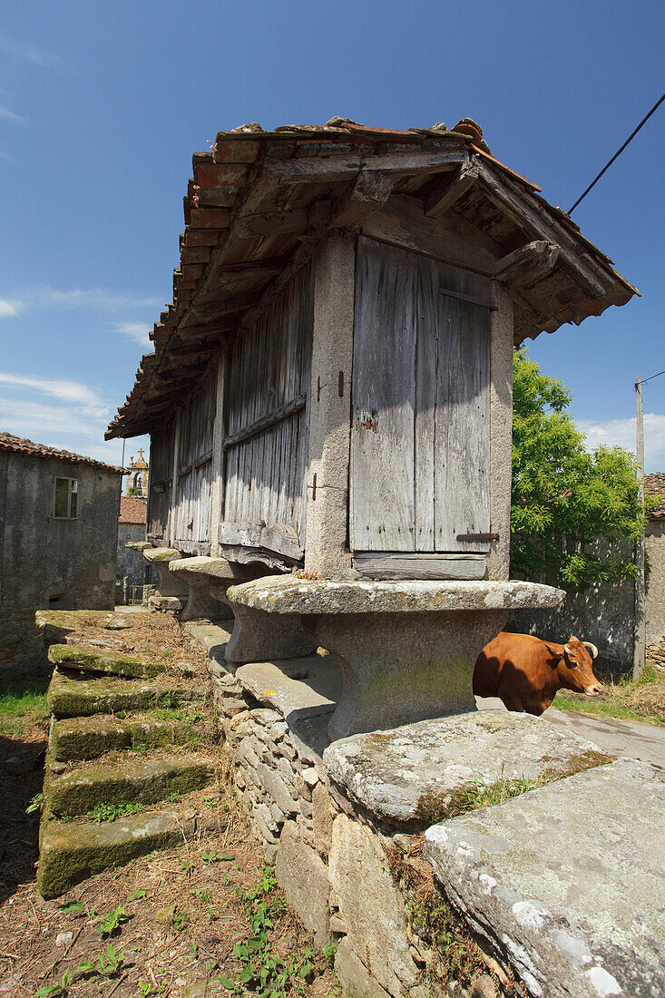 Kuh neben einem Horreo, San Xulian do Camino, Galicien, Spanien