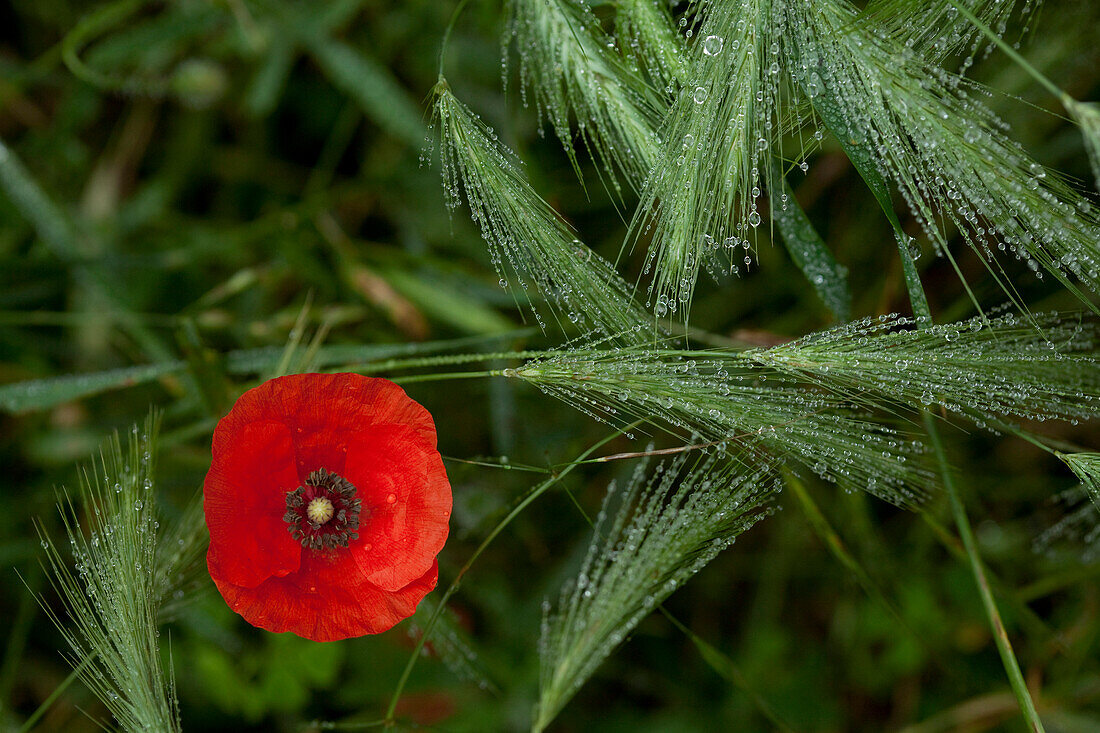 Poppy and wheat with dew, La Rioja, Northern Spain, Spain, Europe