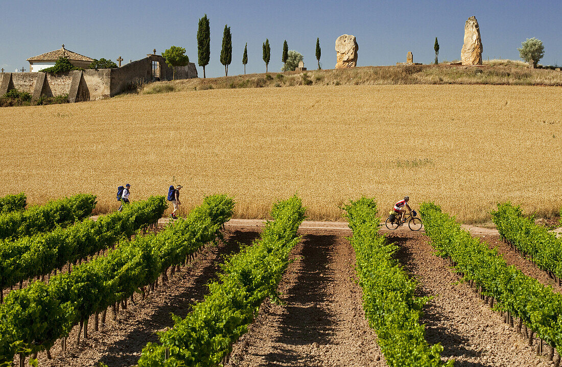 Pilgrims at a vineyard, Cirauqui, Province of Navarra, Northern Spain, Spain, Europe