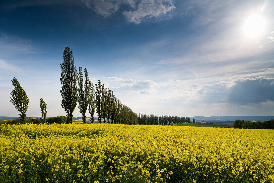 Canola field and alley near Duderstadt, Eichsfeld, Lower Saxony, Germany, Europe