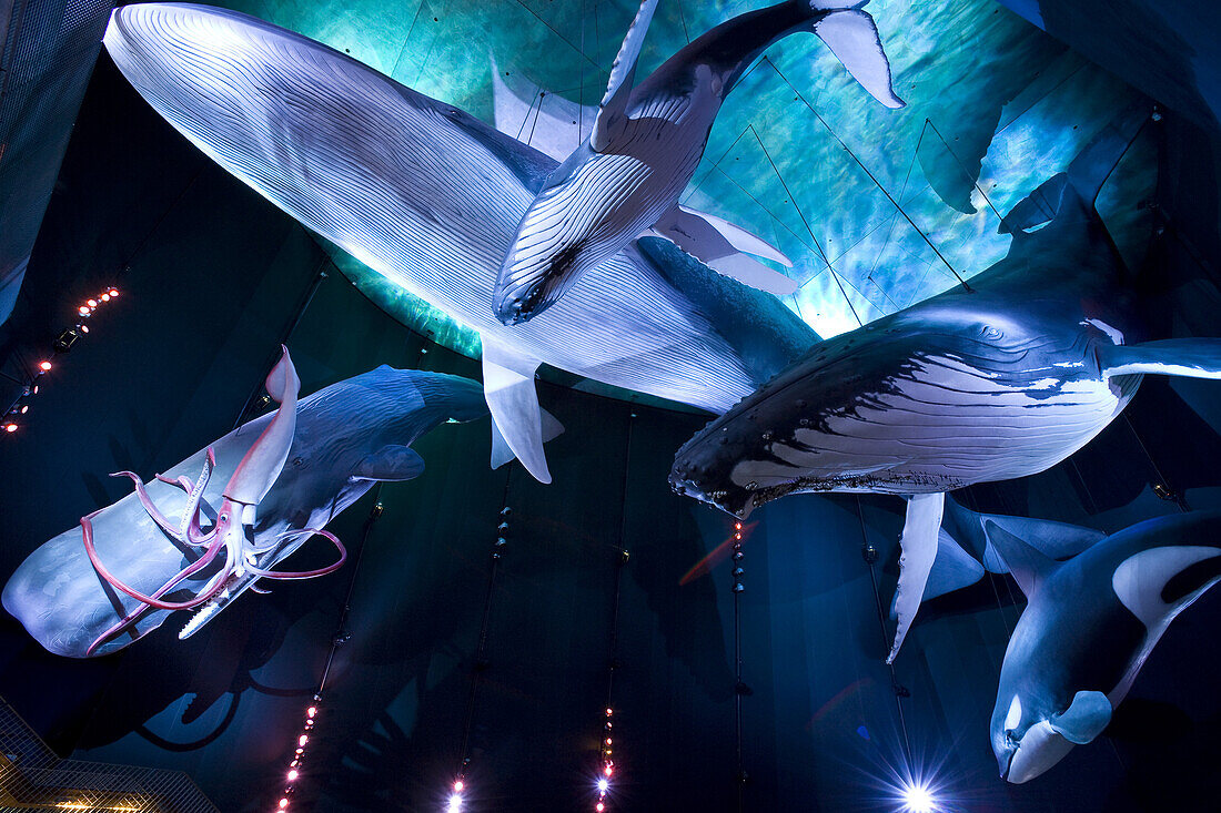 Ozeaneum, Deutsches Meeresmuseum in Stralsund, in der Ausstellungshalle Riesen der Meere, in der zentralen Halle sind originalgetreue Nachbildungen von Walen zu sehen, Stralsund, Mecklenburg-Vorpommern, Deutschland, Europa