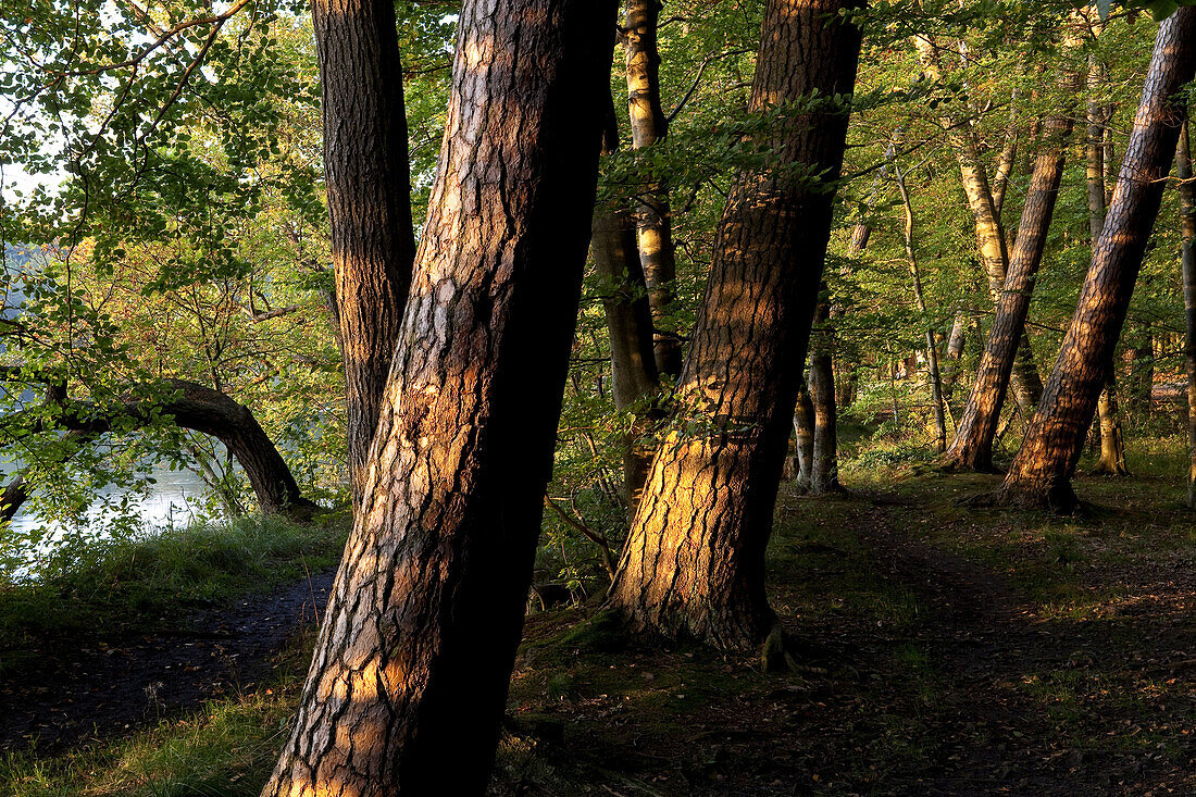 Wald am Grossen Stechlinsee, bei Neuglobsow, Ruppiner Land, Brandenburg, Deutschland, Europa