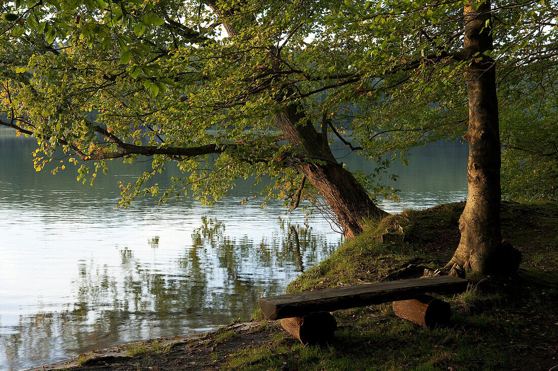 Trees and bench at lake Stechlinsee in Neuglobsow in the Ruppiner Land, Brandenburg, Germany, Europe