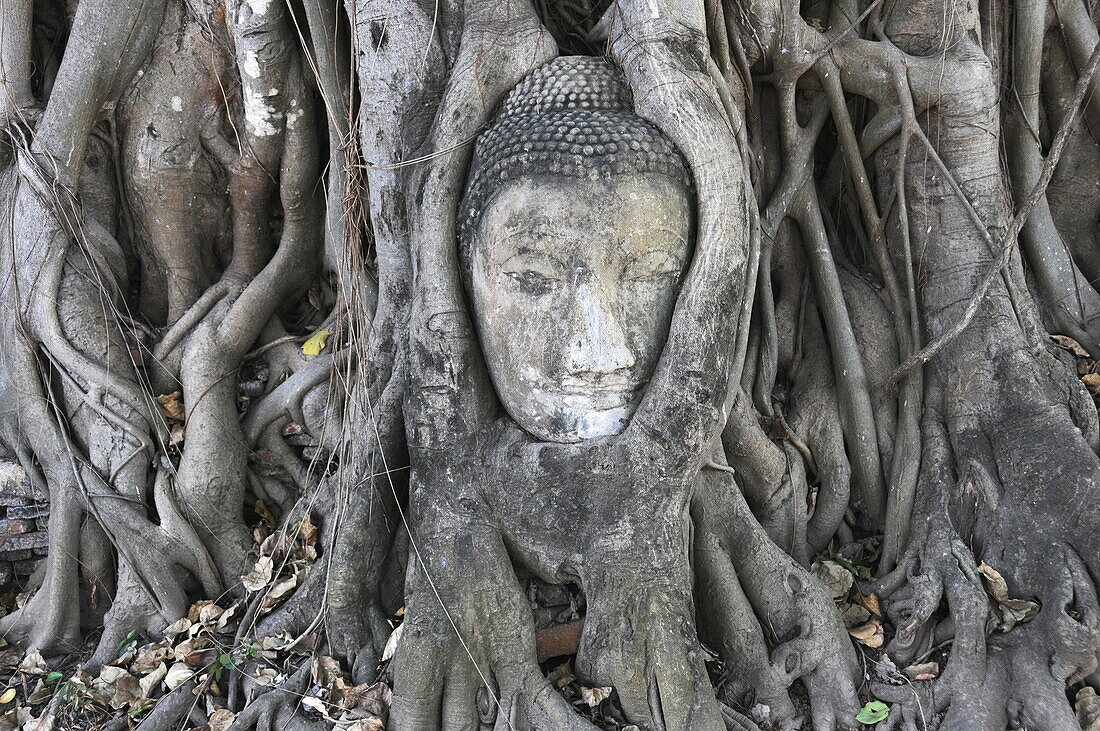 Buddhaface in a Tree at Wat Mahatthat Ayutthaya
