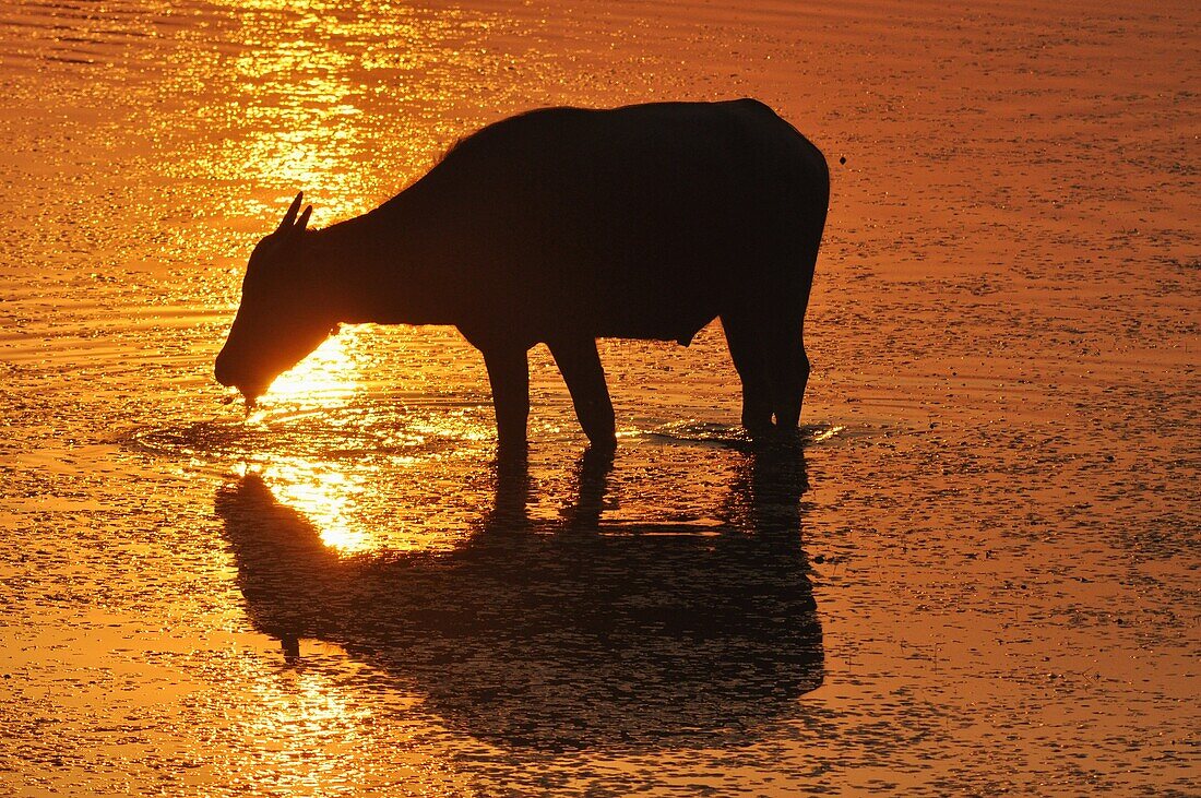 Angkor (Cambodia): water buffalo at sunset