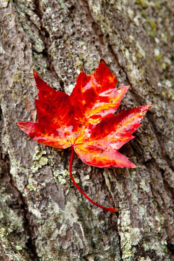 Autumn, Fall color, Leaf, Leaves, Midwest us, Tree, United states of america, Wisconsin, S19-1065137, agefotostock