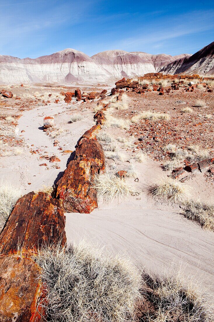 Arid, Arizona, Badlands, Desert, Dry, Petrified forest national park, Rock, Southwest, United states of america, Weather, Winter, Wood, S19-1107245, agefotostock