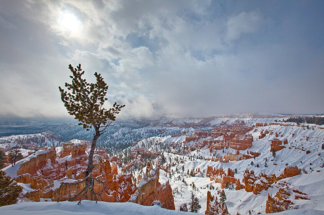 Amerika, Baum, Bäume, Bryce Canyon Nationalpark, Hoodoo, Hoodoos, Natur, Schnee, Südwesten, USA, Utah, Vereinigte Staaten, Wetter, Winter, S19-1107277, agefotostock