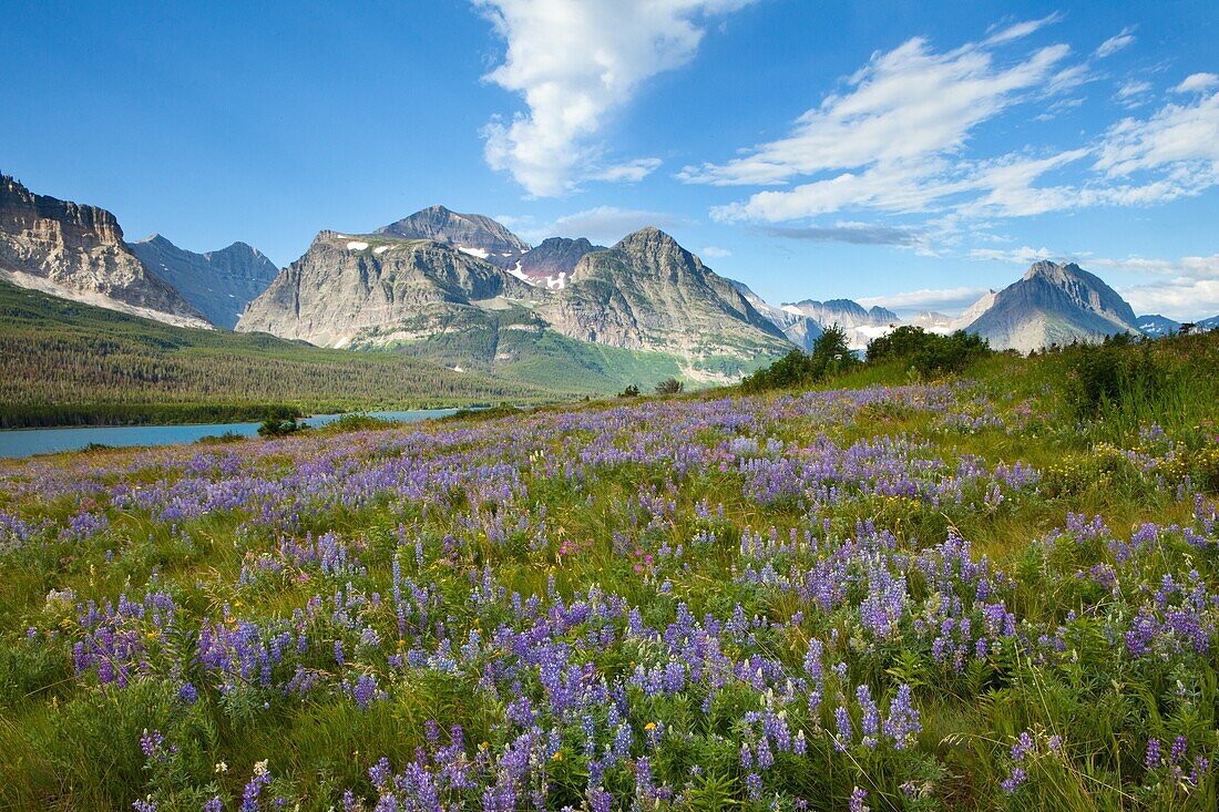 Glacier National Park, Landscape, Montana, mountain, scenic, spring, USA, wildflower, S19-1190506, AGEFOTOSTOCK