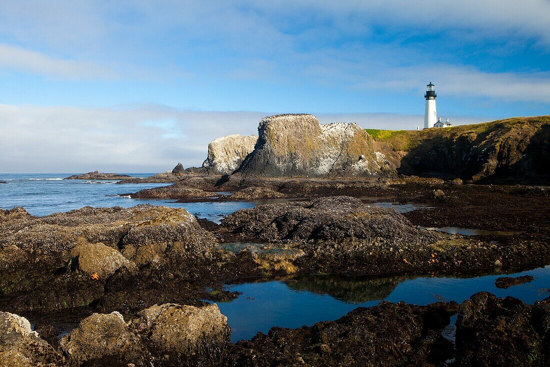 beacon, coast, Landscape, lighthouse, Low tide, ocean, Oregon, point, scenic, Starfish, Starfishes, tidepool, USA, Yaquina, S19-1190534, AGEFOTOSTOCK