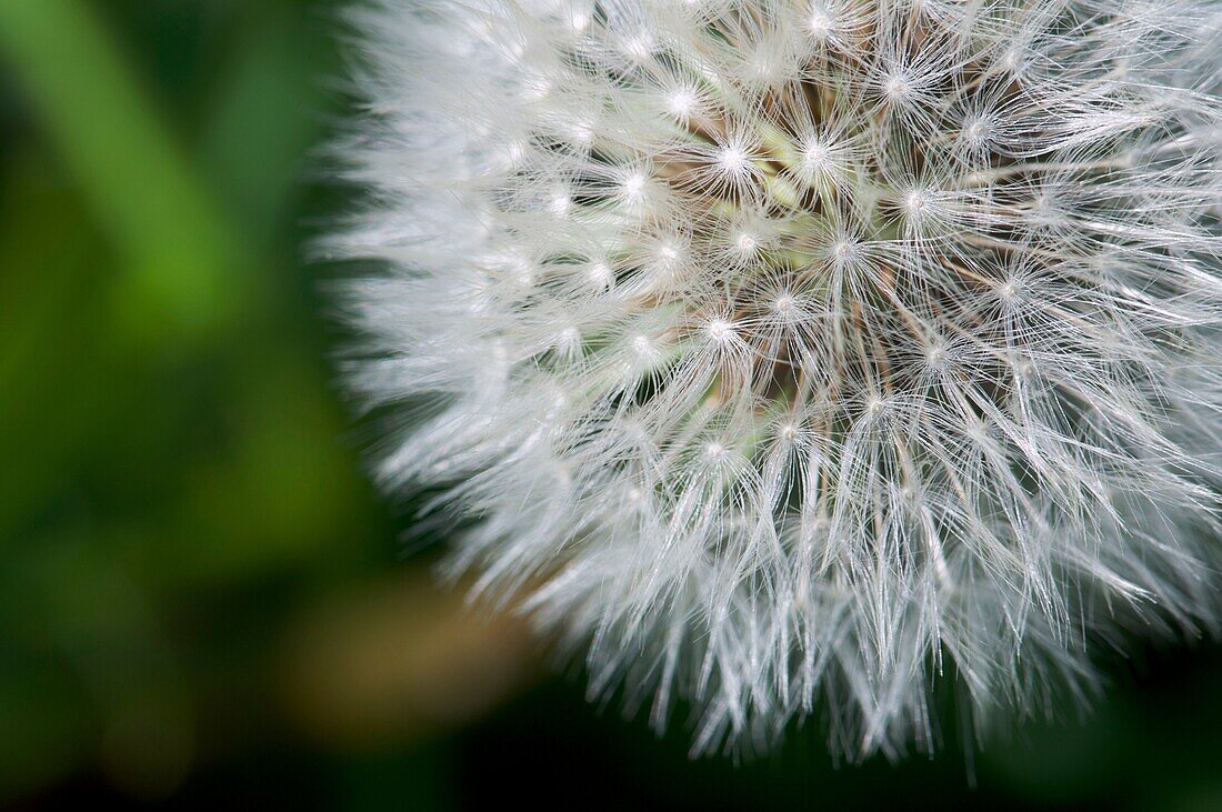 forefront of the dandelion flower with a green background
