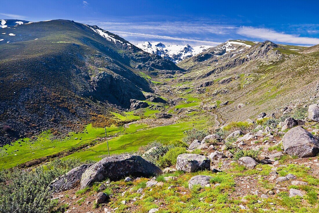 Throat Galín Gómez in the Sierra de Gredos Castilla León Spain