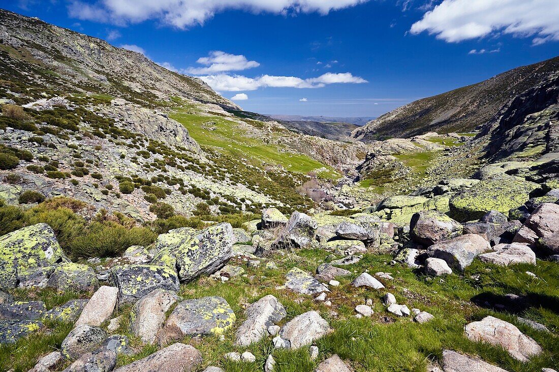 Galin Gómez Throat in the Sierra de Gredos Ávla Castilla León Spain