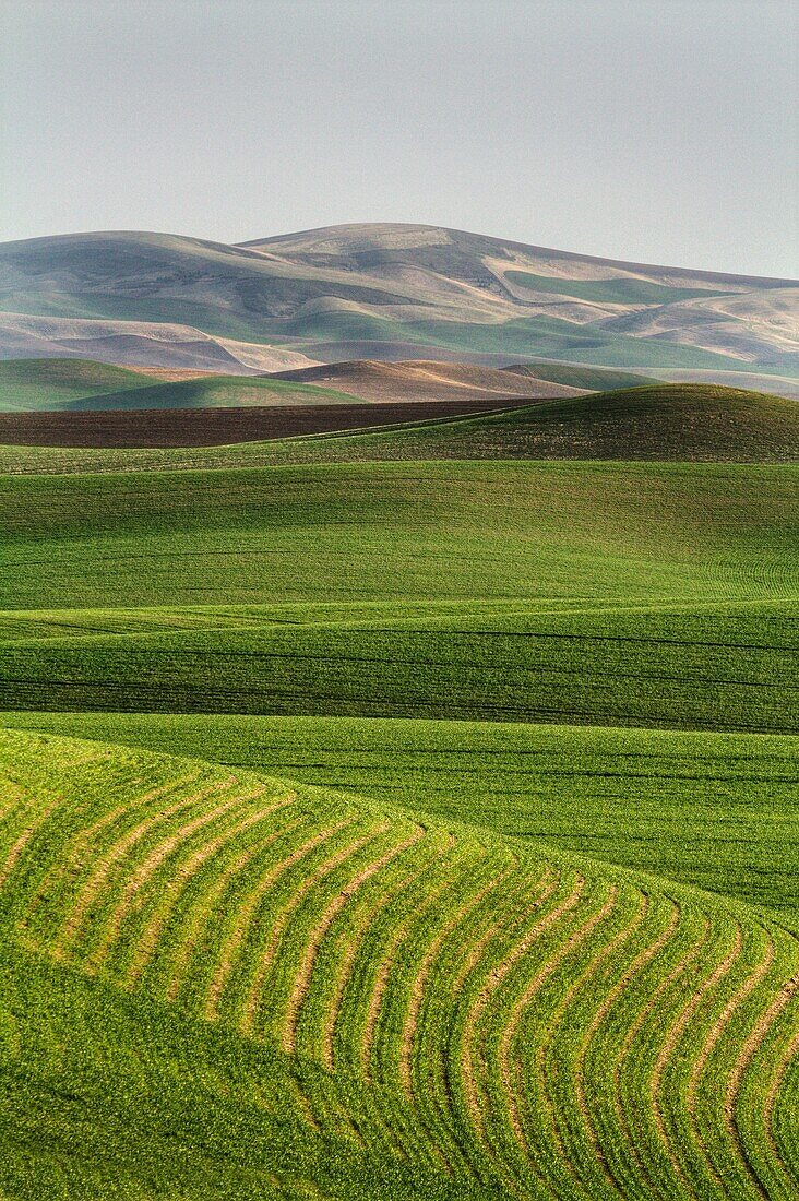 Fields growing in the Palouse farming area in the spring. Spokane, Washington, USA