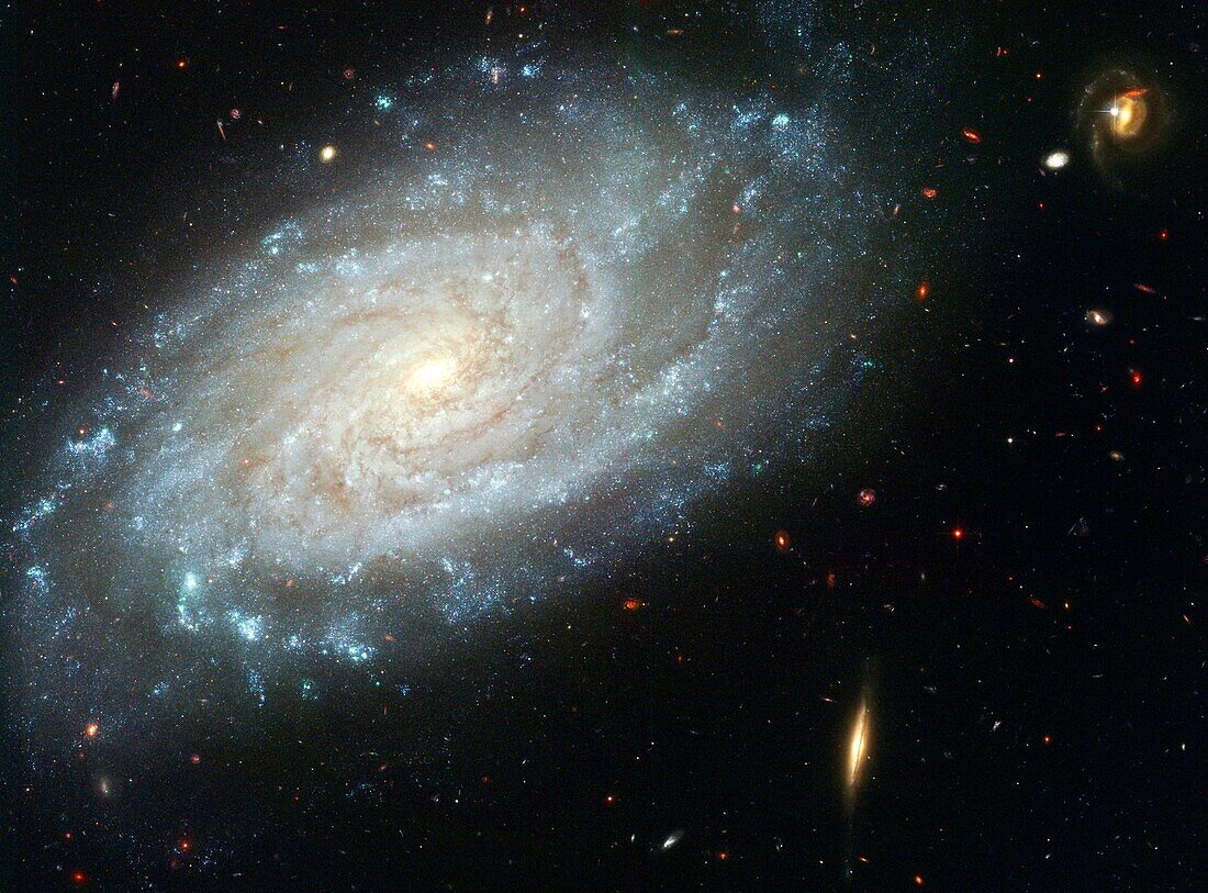 Amid a backdrop of far-off galaxies, the majestic dusty spiral, NGC 3370, looms in the foreground in this NASA Hubble Space Telescope image Recent observations taken with the Advanced Camera for Surveys show intricate spiral arm spotted with hot areas…