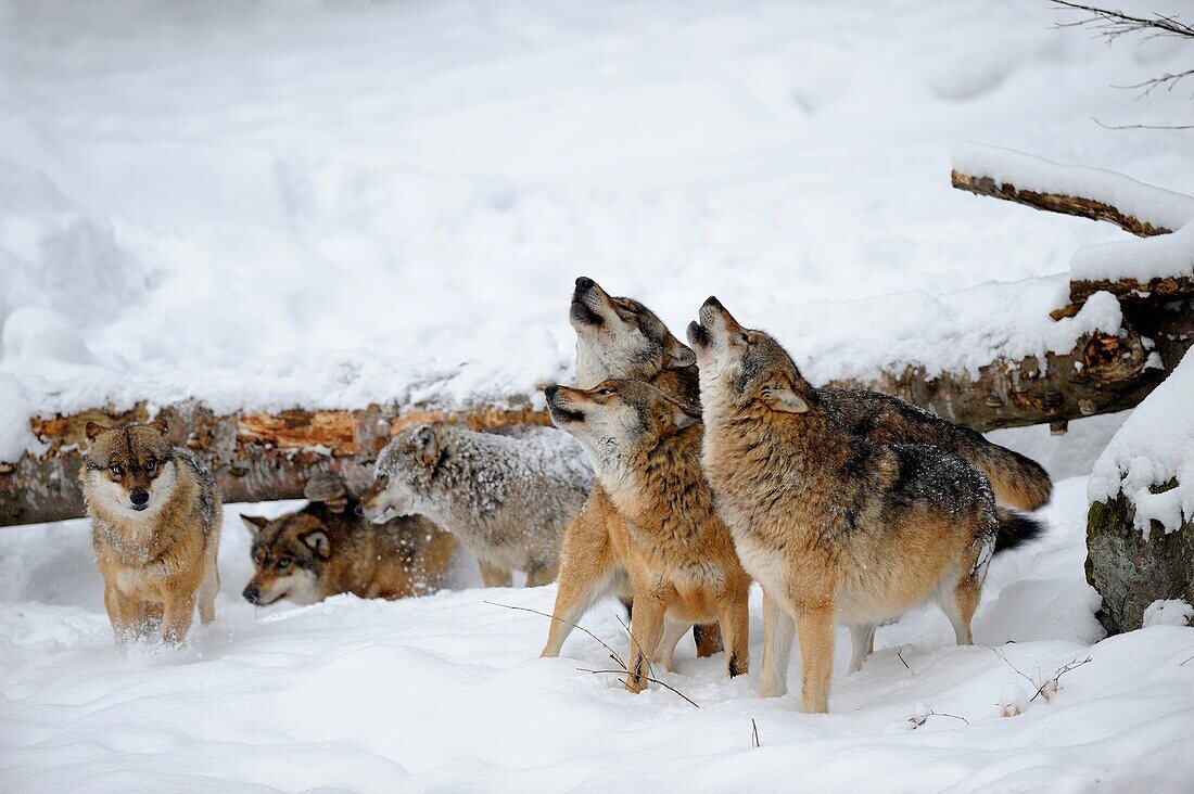 European grey wolf howling in winter Canis lupus, captive Bayerischerwald National Park, Germany