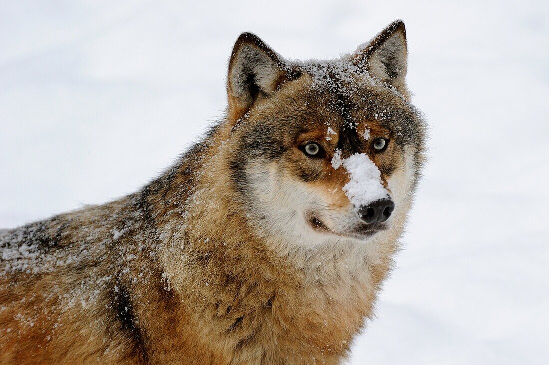 European grey wolf in snow Canis lupus, captive Bayerischerwald National Park, Germany
