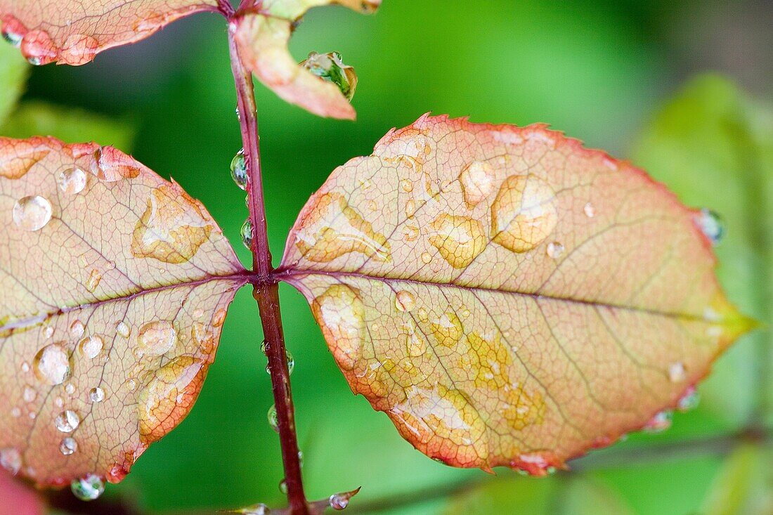 flore : feuille de rosier sous la pluie