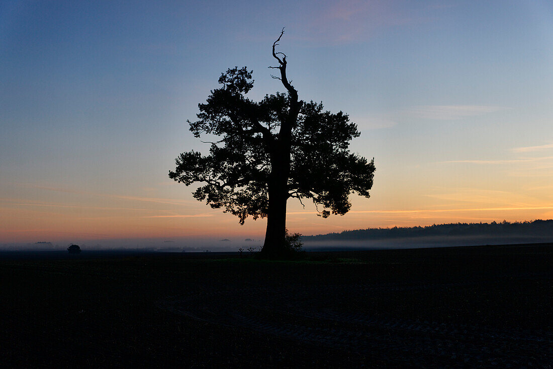 Alte Eiche, Malchin, Mecklenburgische Schweiz, Mecklenburg-Vorpommern, Deutschland