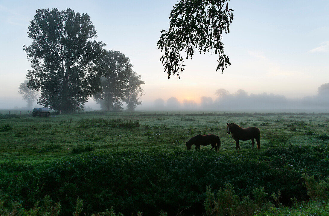 Pferde auf einer Weide, Ivenack, Mecklenburgische Schweiz, Mecklenburg-Vorpommern, Deutschland