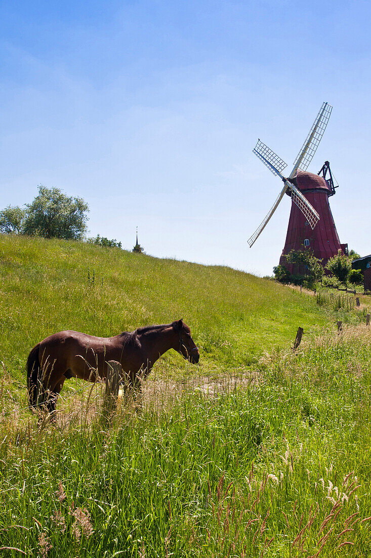 Horse grazing near wind mill, Dithmarschen, Schleswig-Holstein, Germany