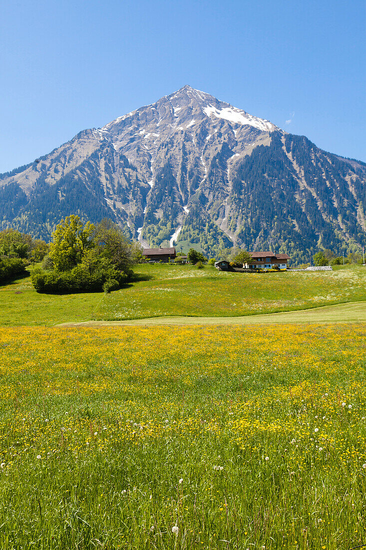 Almwiese mit Hahnenfuss am Niesen, Berner Oberland, Kanton Bern, Schweiz