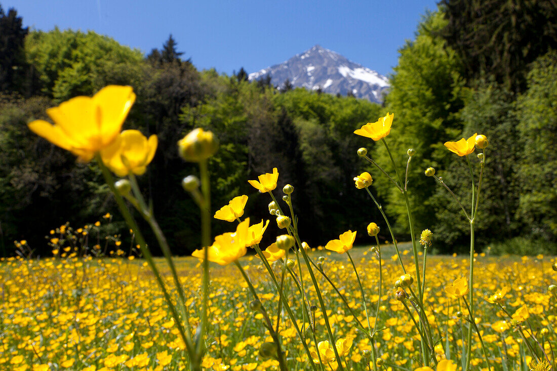Meadow of buttercups near mount Niesen, Bernese Oberland, Canton of Bern, Switzerland