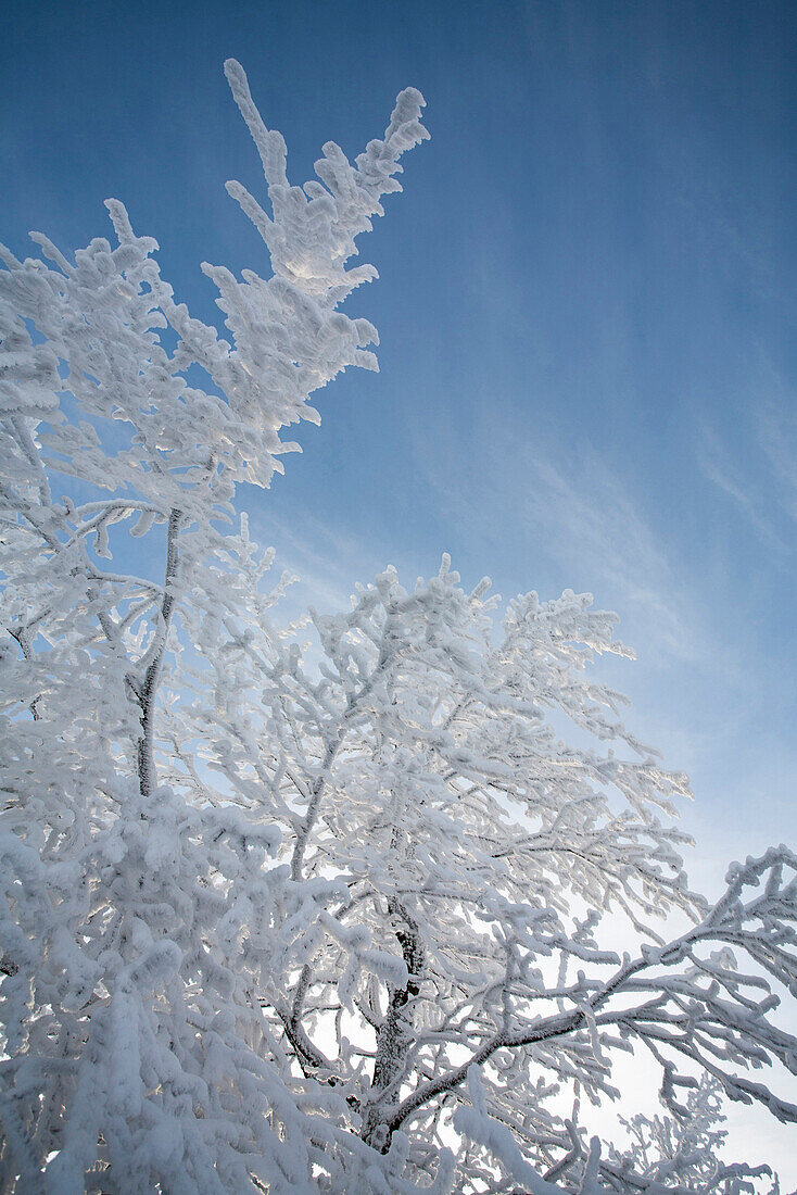 Snow- covered tree at Wasserkuppe mountain near Gersfeld, low mountain range, Rhoen, Hesse, Germany