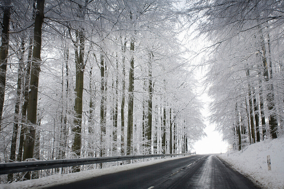 country road to Wasserkuppe, highway, beech tree, European beech, beech grove, snow, tree, winter, near Gersfeld, low mountain range, Rhoen, Hesse, Germany