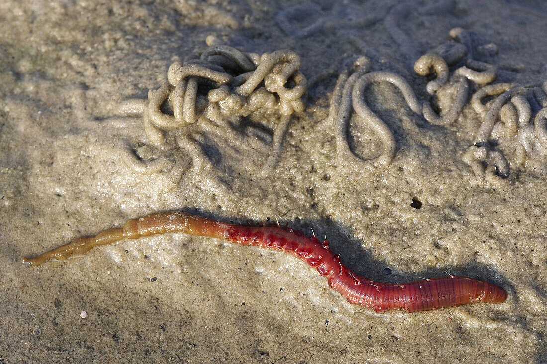 Wattwurm, Arenicola marina