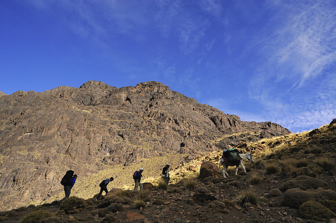 trekking in the High Atlas from Imlil, trekker group with mule, Toubkal Area, Morocco