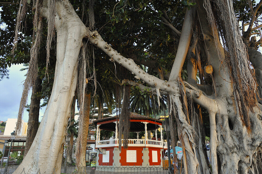 Pavilion and huge gum tree at the Plaza Lorenzo Caceres, Icod de los Vinos, Northwest Tenerife, Spain