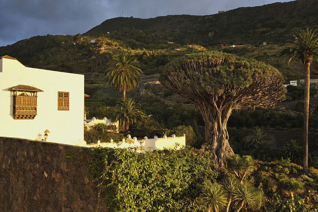 Notorious drago (Dracanea Species) tree, Icod de los Vinos, Northwest Tenerife, Spain