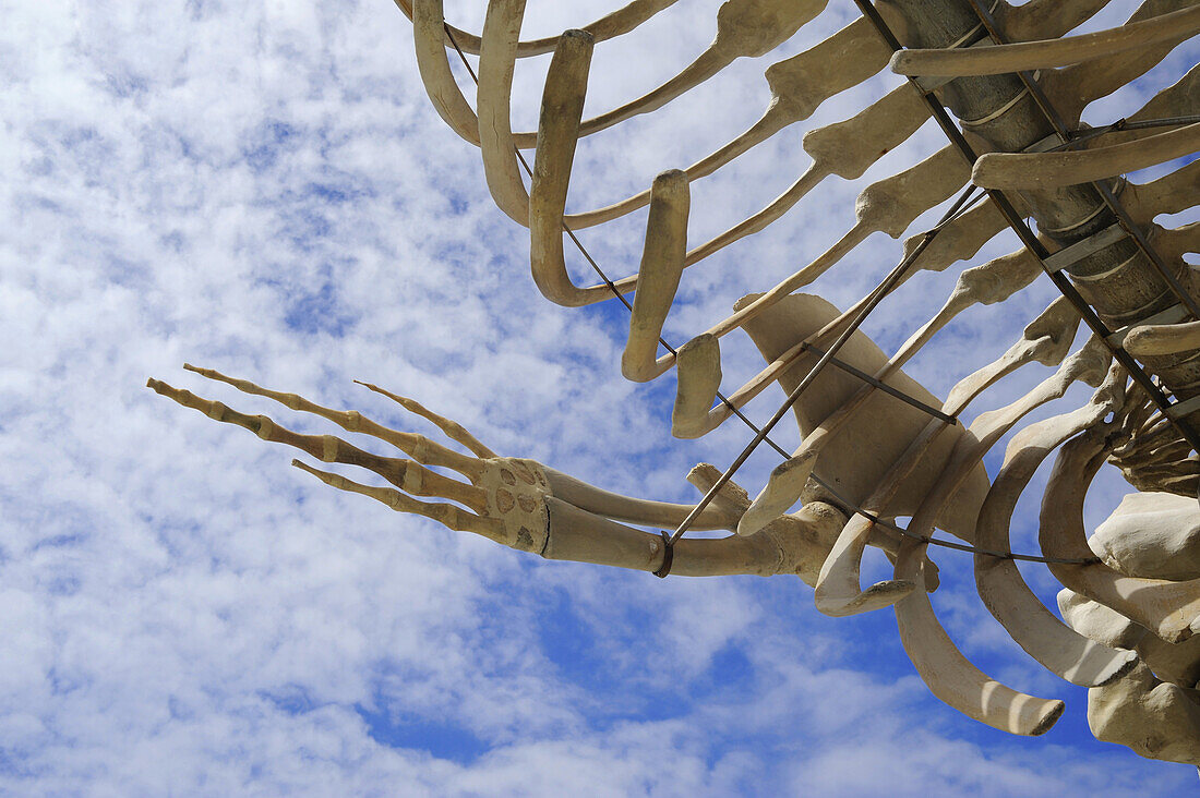 Skeleton of a whale near Buenavista del Norte, Los Silos, Northwest Tenerife, Spain