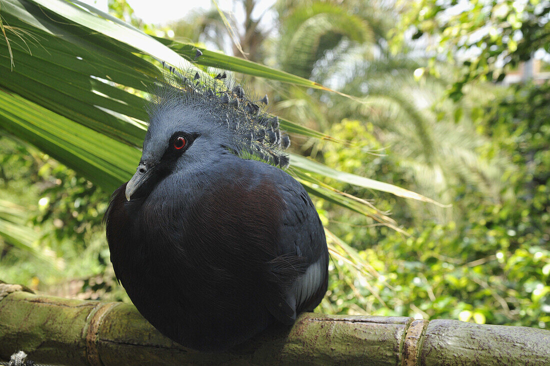 Southeast Asian Pigeon, Goura cristata, Bird in Katandra Treetops, Puerto de la Cruz, Tenerife, Canary Islands, Spain