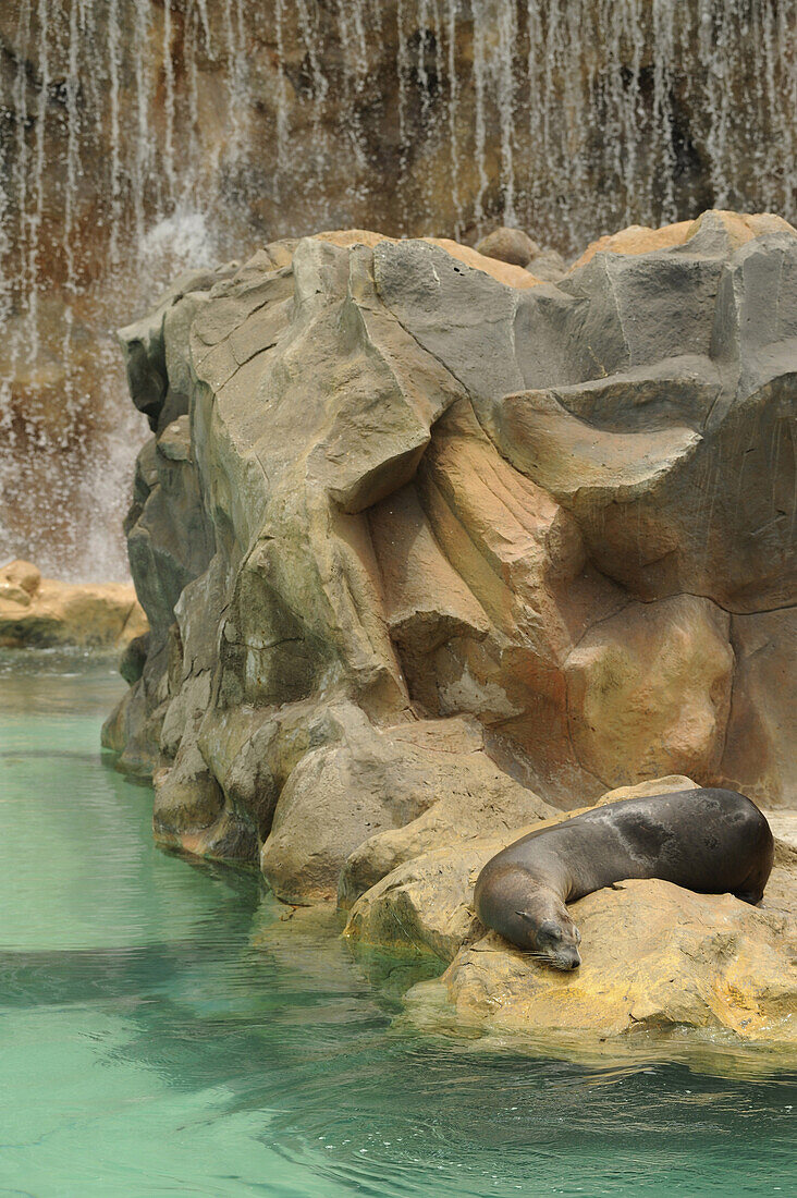 Sea lion at Siam Park, Las Americas,  South Tenerife, Canary Islands, Spain