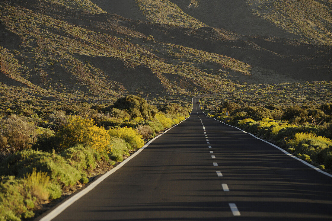 Straße in den Canadas de Teide, grüne Sträucher und erstarrte Lava, Teide Nationalpark, Teneriffa, Kanaren, Spanien