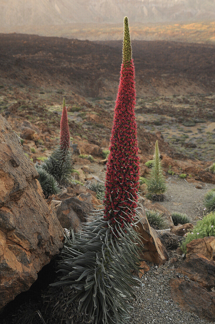 Blooming Tajinaste at Teide Nationalpark, Tenerife, Spain