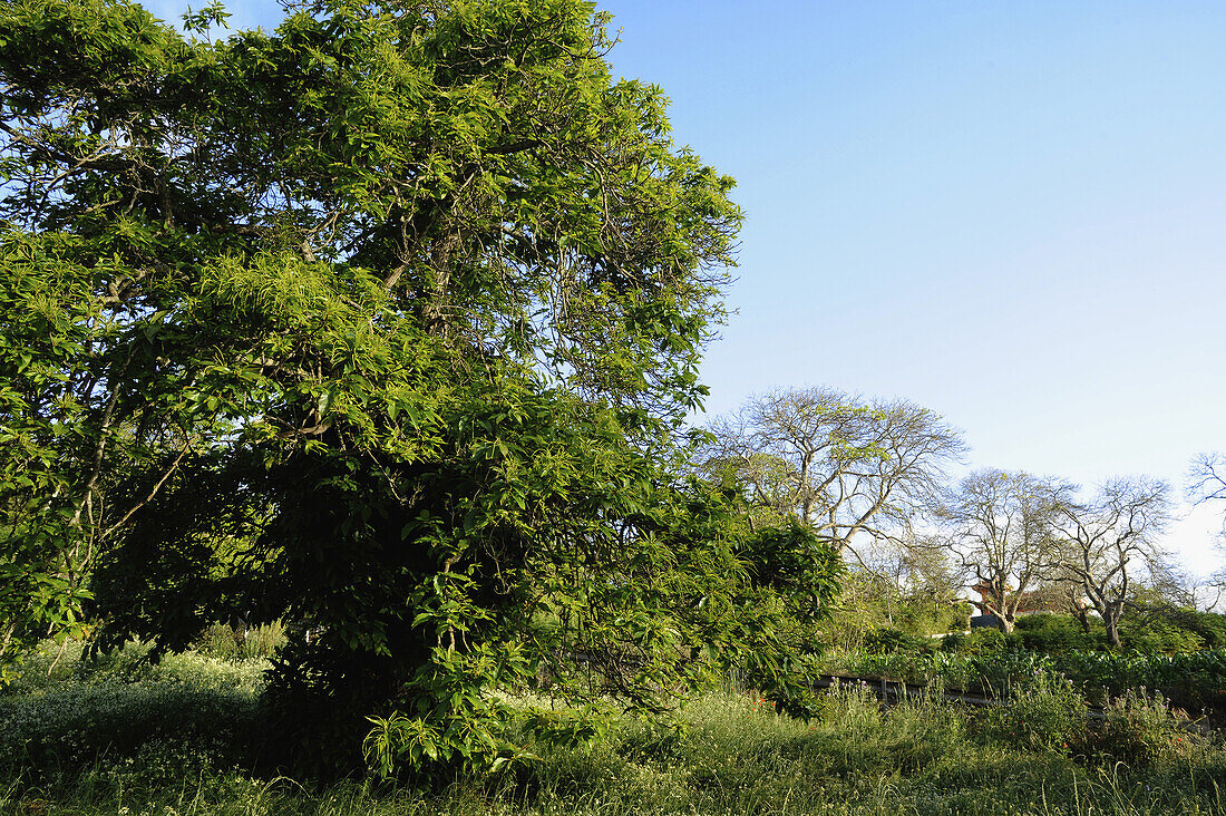 Chestnut tree above La Matanza at Cumbre Dorsal, Tenerife, Canary Islands, Spain