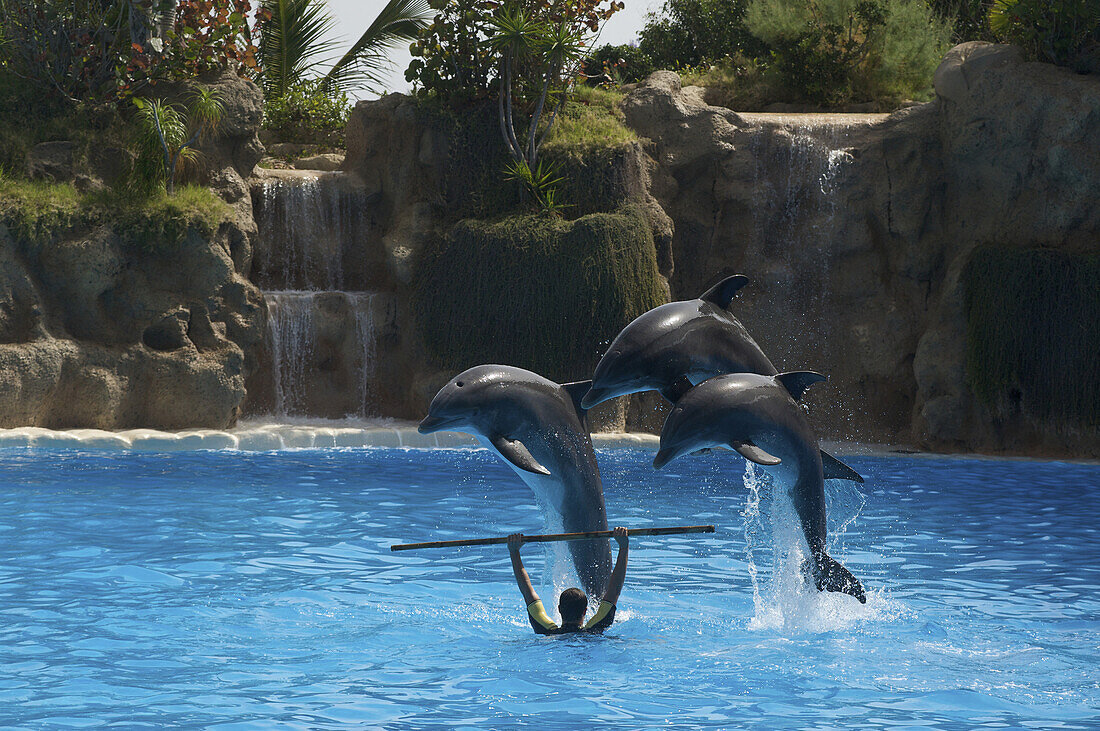 Drei springende Delfine, Delfinshow im Loro Park, Puerto de la Cruz, Teneriffa, Kanaren, Spanien