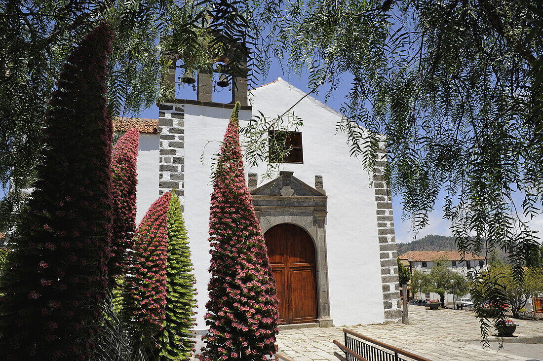 Blooming Tajinaste in front of the church in Vilaflor, South Tenerife, Canary Islands, Spain