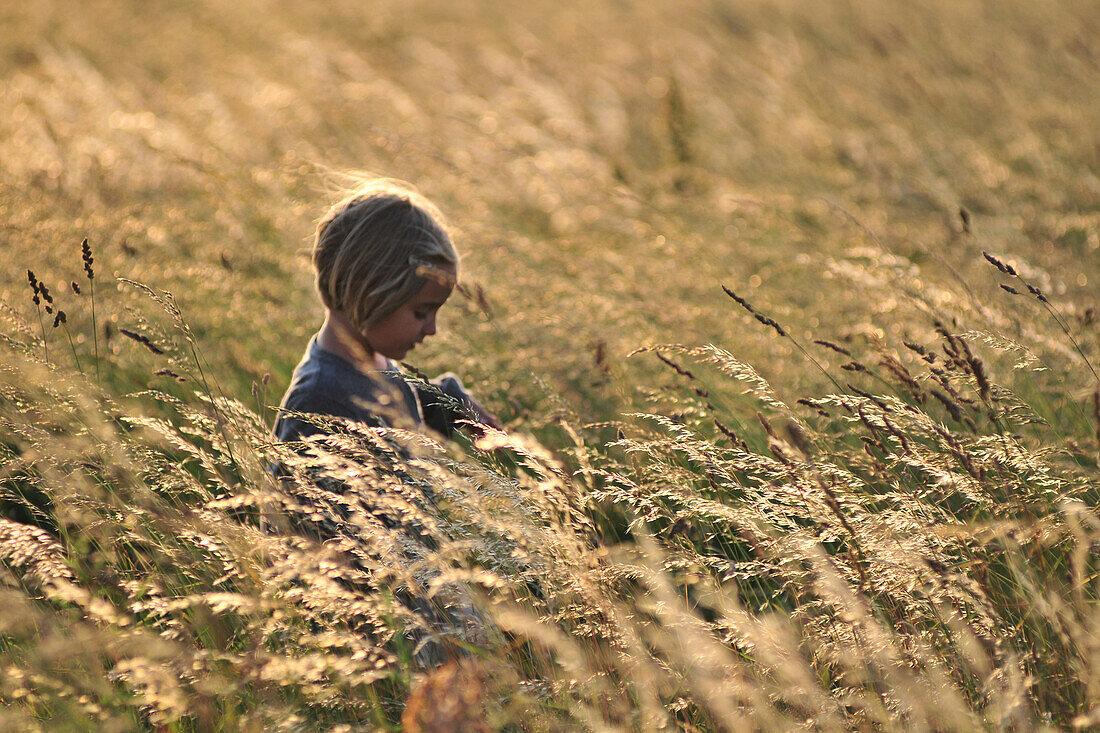 Little Girl In A Wheat Field, Somme (80), Picardy, France