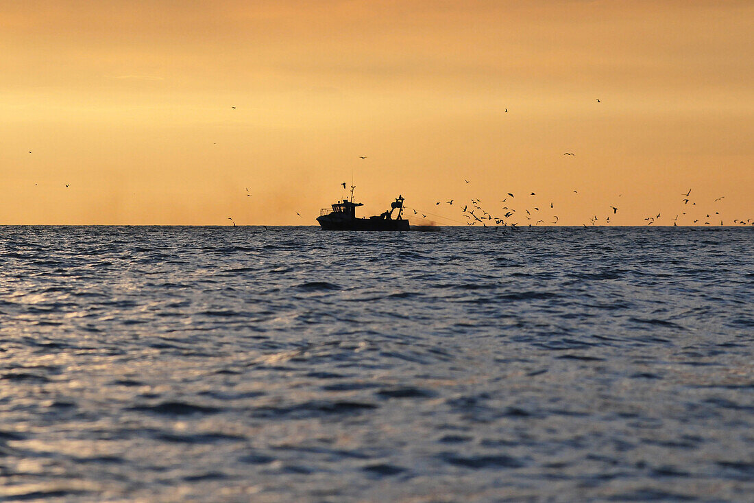 A Trawler Fishing At Sunset, Somme (80), Picardy, France